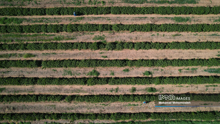 برداشت گل محمدی از باغ‌های قم