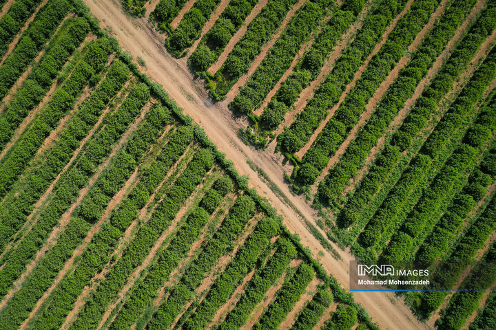 برداشت گل محمدی از باغ‌های قم