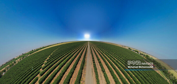 برداشت گل محمدی از باغ‌های قم