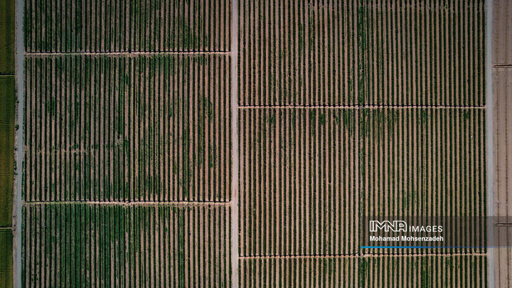 برداشت گل محمدی از باغ‌های قم