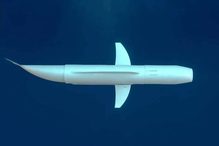 شناگر هوشمند در میان مرجان‌ها و ماهی‌ها