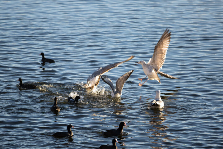 سد حنای سمیرم یکی از مناطق مستعد پرنده‌نگری است