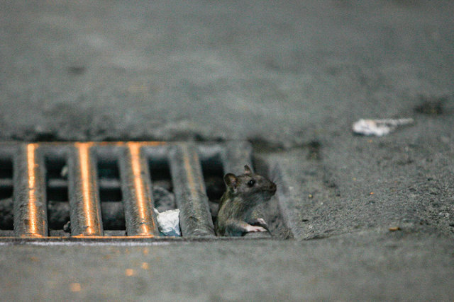 تهران زیر سایه موشها