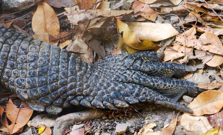 کشف قدیمی‌ترین ردپای خزندگان در استرالیا