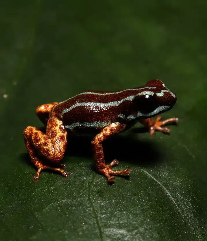 دو گونه جدید قورباغه سمی در آمازون شناسایی شد