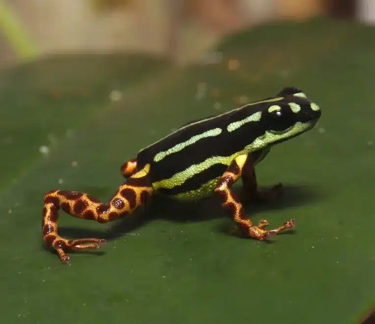 دو گونه جدید قورباغه سمی در آمازون شناسایی شد