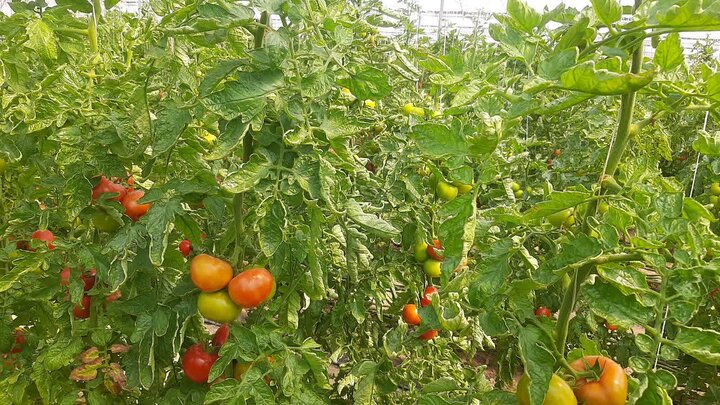 گلخانه‌ها، گامی نوین در کشاورزی پایدار