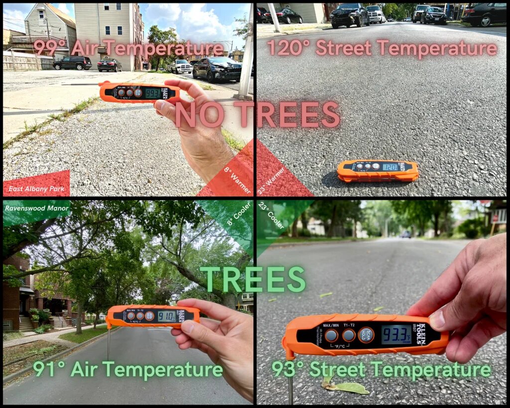 درختان بهعنوان زیرساخت؛ تضمین شهرهای خنک و مقاوم