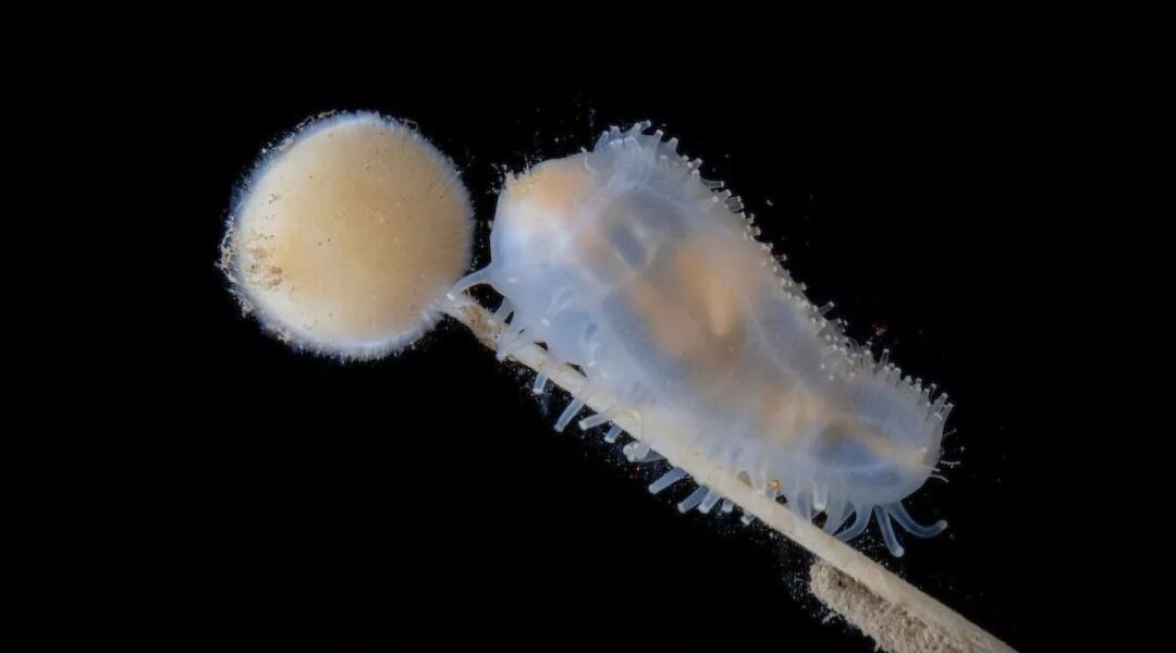 اکتشافات جدید در اعماق یخی اقیانوس منجمد جنوبی + تصاویر