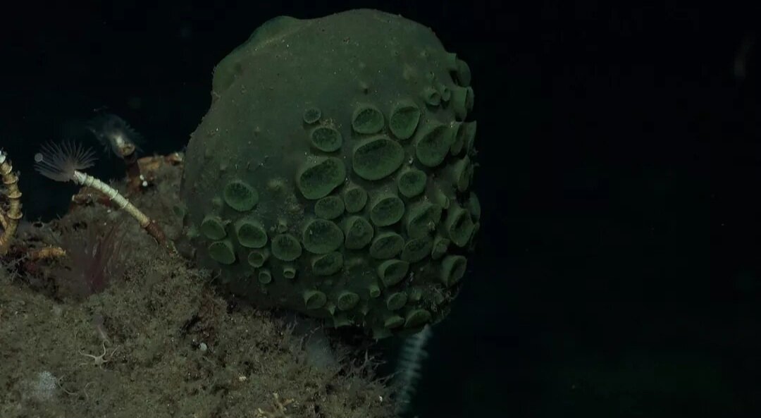 اکتشافات جدید در اعماق یخی اقیانوس منجمد جنوبی + تصاویر