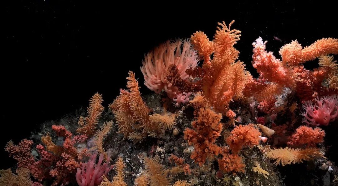 اکتشافات جدید در اعماق یخی اقیانوس منجمد جنوبی + تصاویر