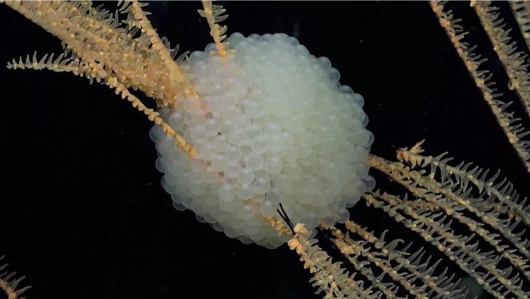 اکتشافات جدید در اعماق یخی اقیانوس منجمد جنوبی + تصاویر