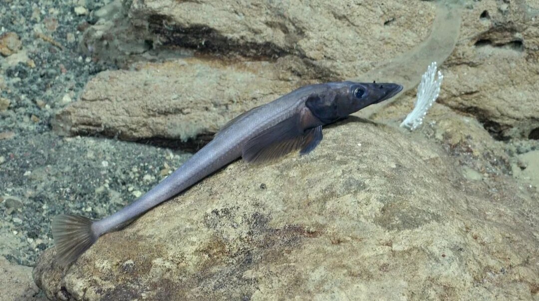 اکتشافات جدید در اعماق یخی اقیانوس منجمد جنوبی + تصاویر