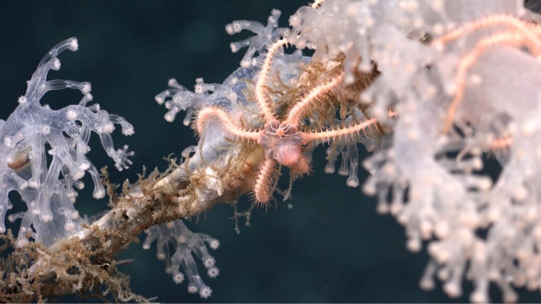 اکتشافات جدید در اعماق یخی اقیانوس منجمد جنوبی + تصاویر