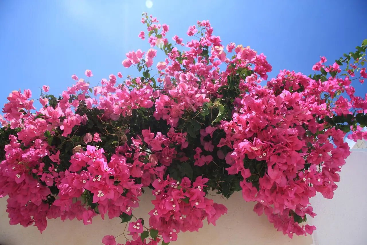 طبیعت باغ معین