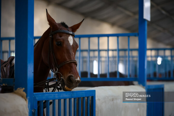 لیگ ملی چوگان جام زاینده