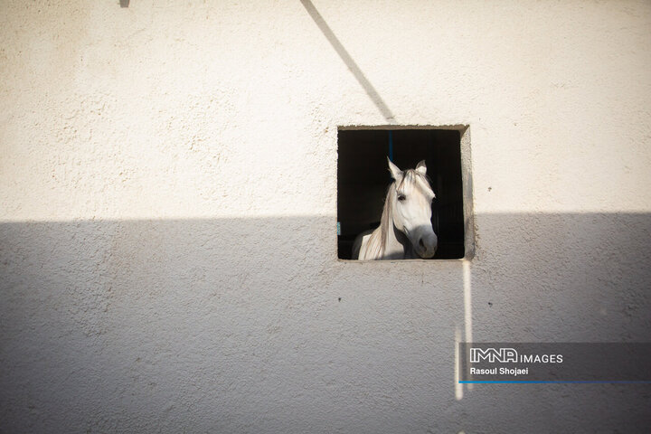 لیگ ملی چوگان جام زاینده