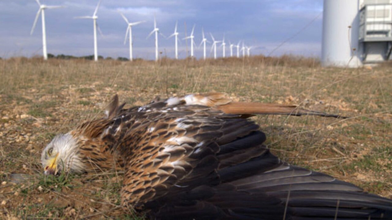 توقف هوشمند توربینها؛ گامی نوین برای نجات پرندگان در مزارع بادی آفریقای جنوبی