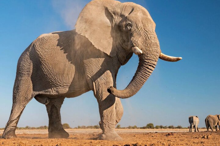 مغز فیل آسیایی سنگین‌تر از فیل آفریقایی است