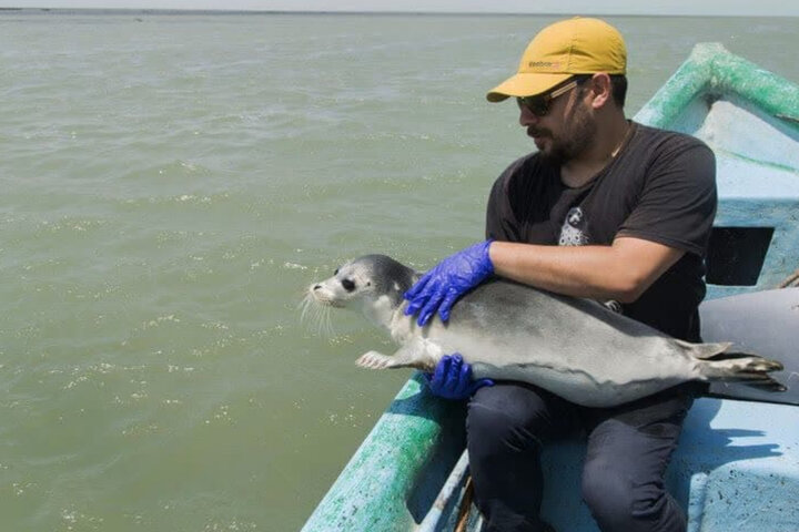 زنگ خطر انقراض فوک خزری در مازندران به صدا در آمد / محیط زیست در تلاش برای مهار بحران