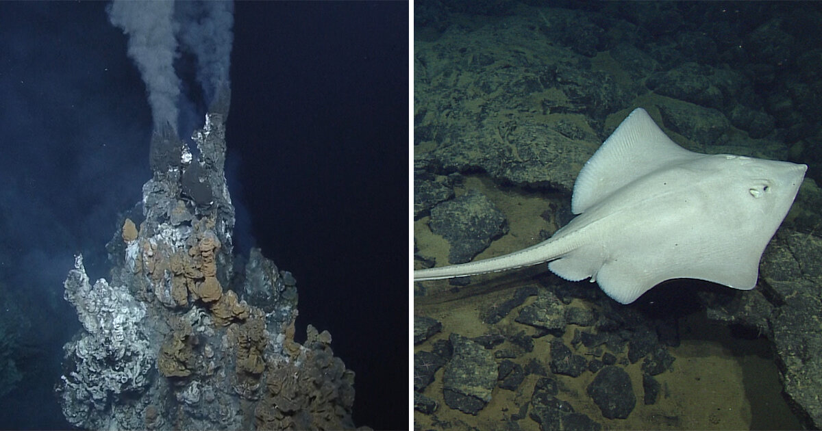 کشفی بیسابقه؛ میلیونها تخم غولپیکر در دل آتشفشان زیر اقیانوس