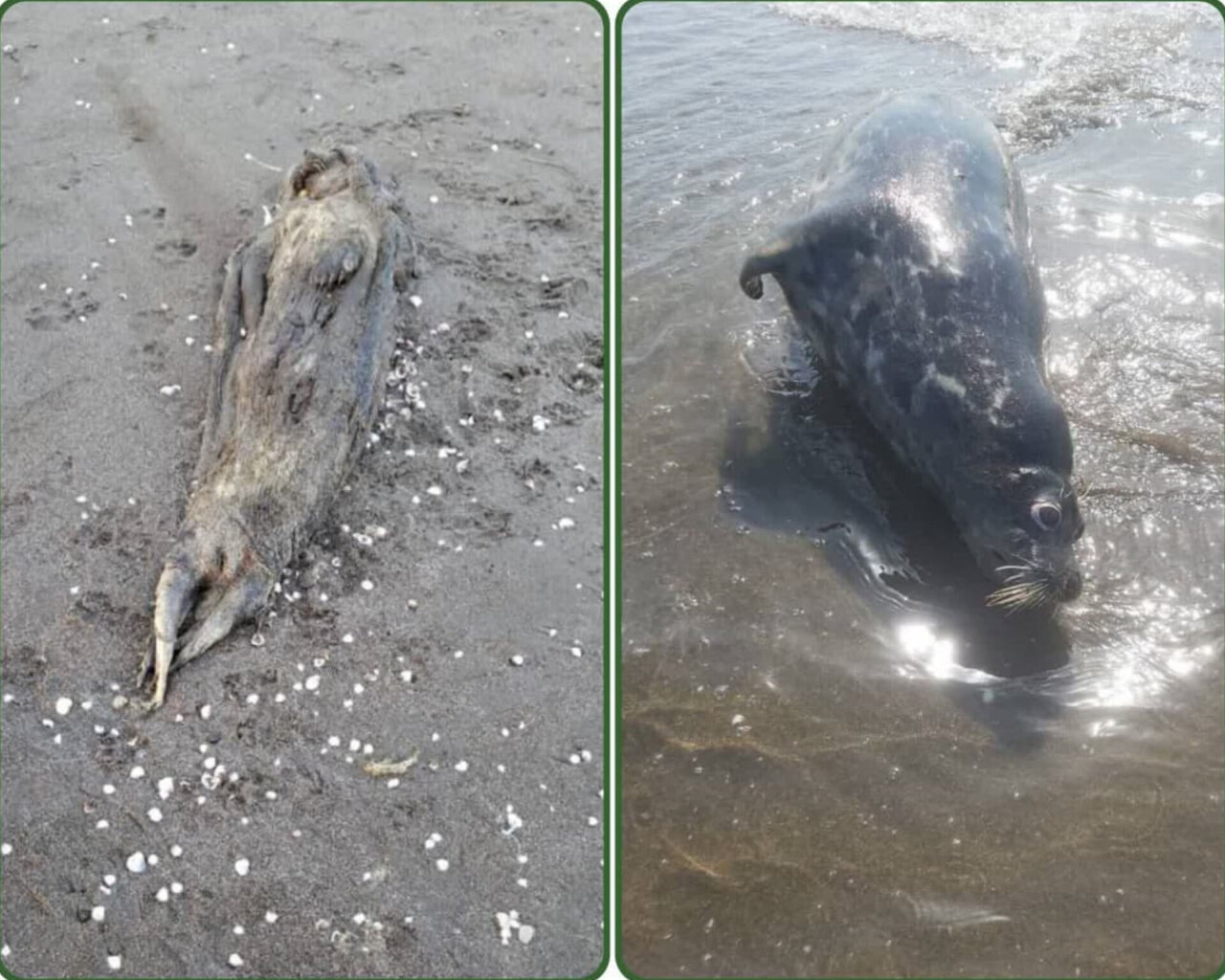 زنگ خطر انقراض فوک خزری در مازندران به صدا در آمد / محیط زیست در تلاش برای مهار بحران
