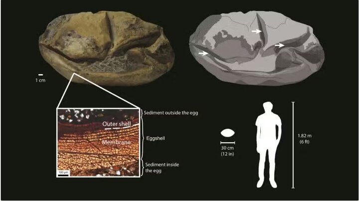 قطب جنوب خانه تخم‌های اسرارآمیز خزندگان است