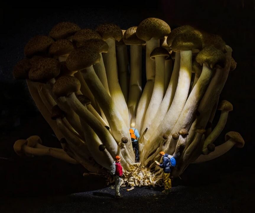 پیرزنهای چینی، برندگان جوایز جهانی عکاسی غذا ۲۰۲۵