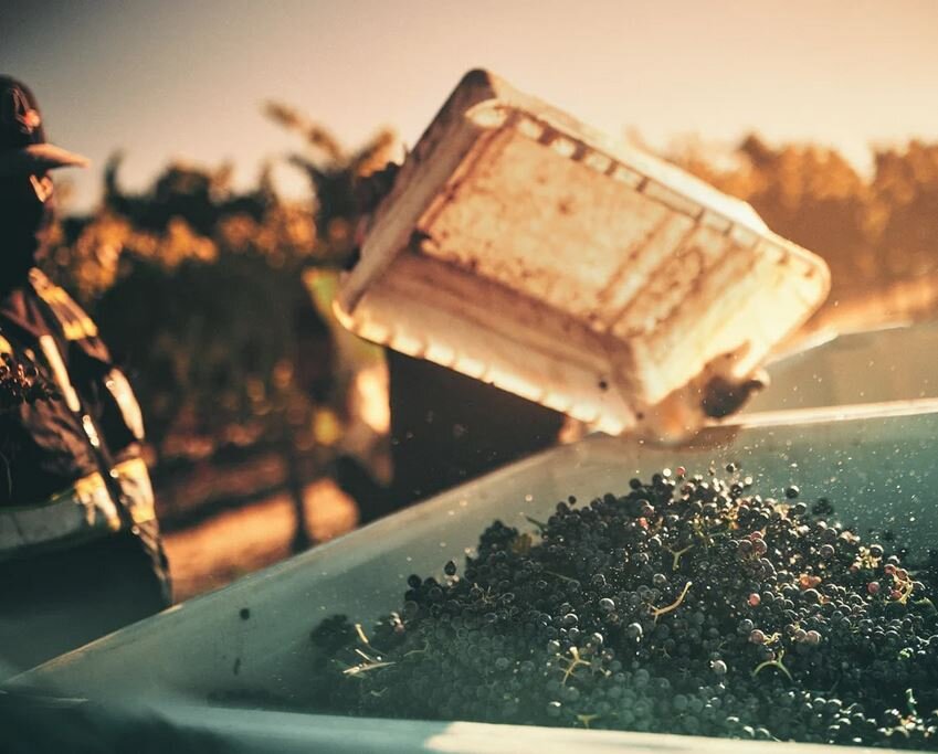 پیرزنهای چینی، برندگان جوایز جهانی عکاسی غذا ۲۰۲۵