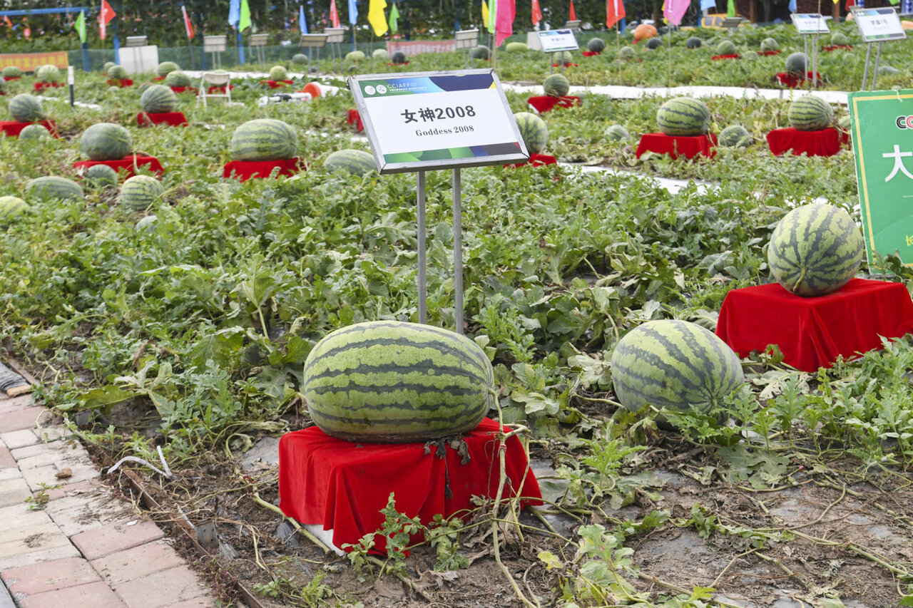 محبوبترین میوهها و کشورهای پیشرو در تولید آنها