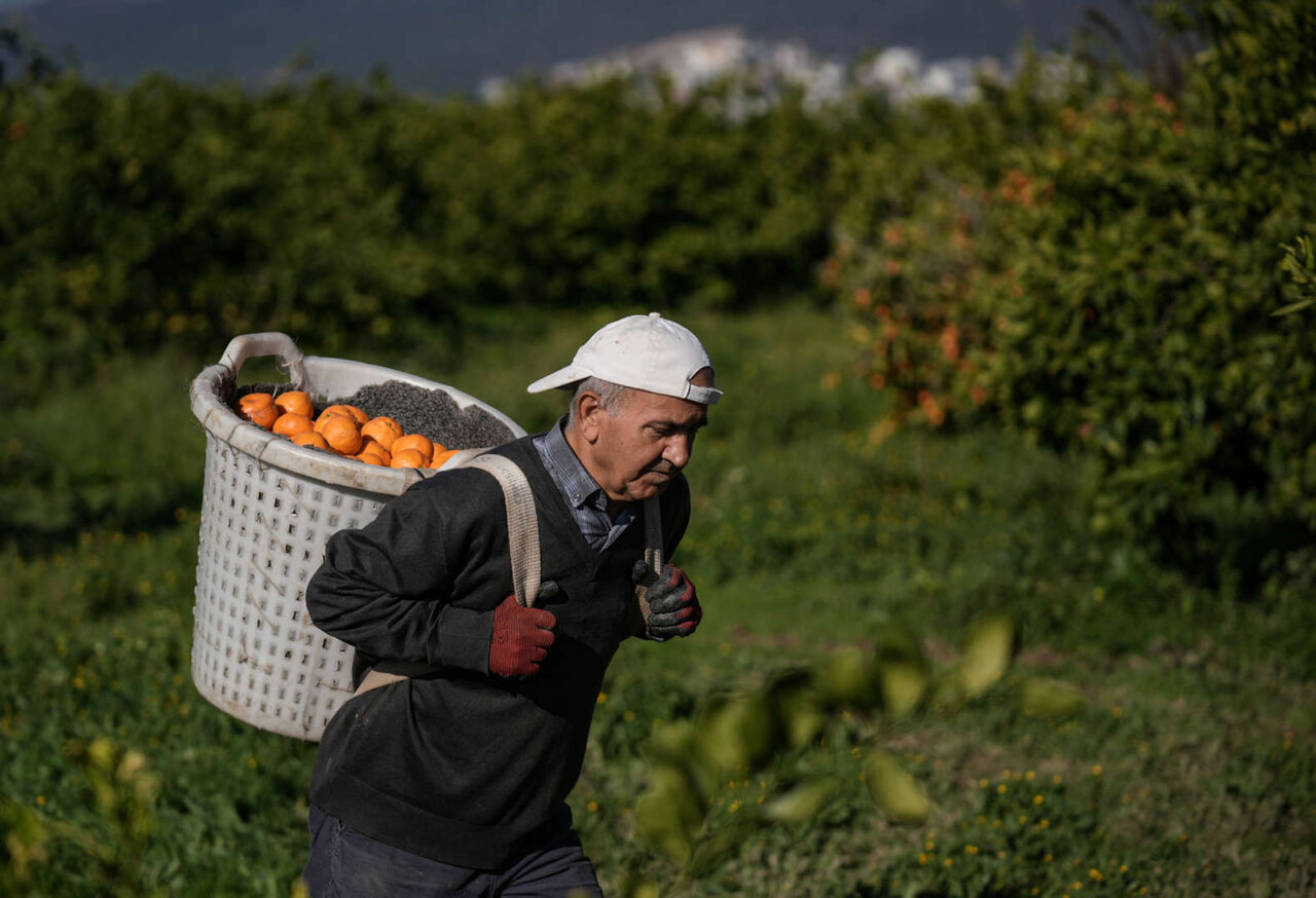 محبوبترین میوهها و کشورهای پیشرو در تولید آنها
