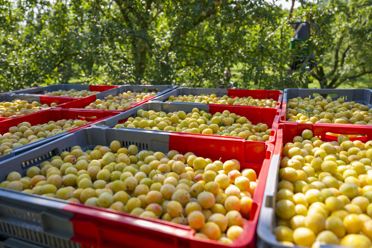 محبوب‌ترین میوه‌ها و کشورهای پیشرو در تولید آن‌ها