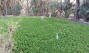 تولید سالانه بیش از ۱۴۰ هزار تن نباتات علوفه‌ای در سیستان و بلوچستان
