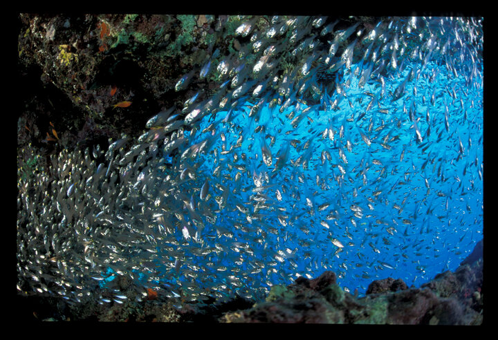 حفاظت از گونه‌های در معرض خطر در خلیج عقبه