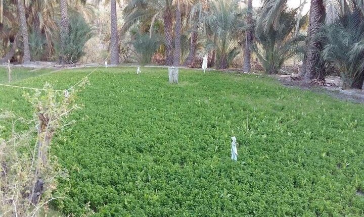 تولید سالانه بیش از ۱۴۰ هزار تن نباتات علوفه‌ای در سیستان و بلوچستان