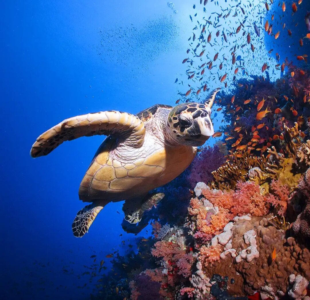 حفاظت از گونه‌های در معرض خطر در خلیج عقبه