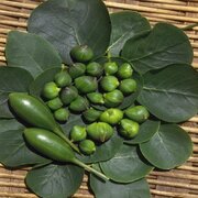 کبر؛ گیاهی ایرانی برای نسخه‌های جهانی