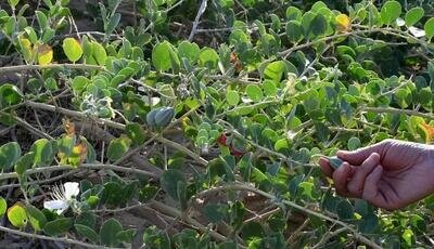 کبر؛ گیاهی ایرانی برای نسخه‌های جهانی