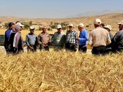 نرخ خرید تضمینی گندم هنوز قطعی نشده است / بیش از ۹۰ درصد مطالبات گندم‌کاران پرداخت شد