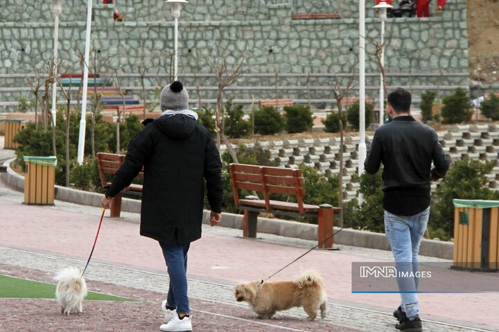 نگاهی به ناهنجاری سگ‌گردانی از دریچه قانون