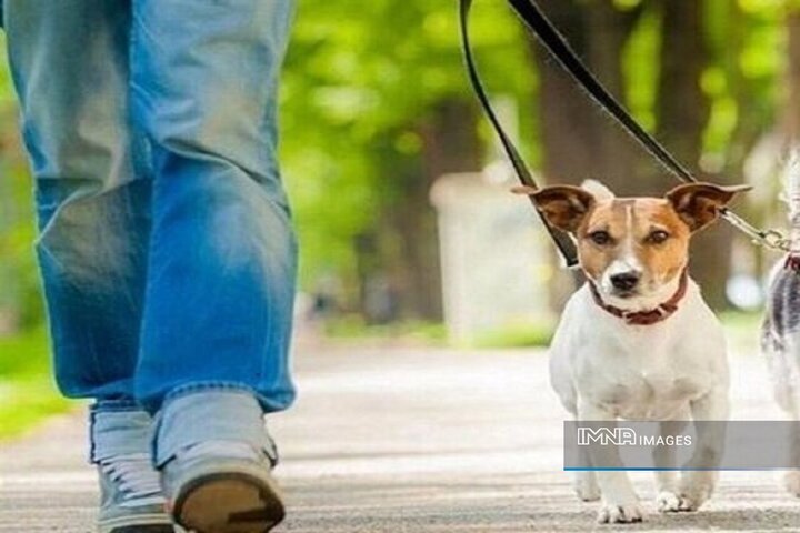 پدیده سگ‌گردانی از تفریح لوکس تا معضل فراگیر شهری