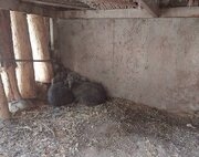 سازمان محیط زیست: توله خرس گم‌شده در تهران، خطری برای شهروندان ندارد