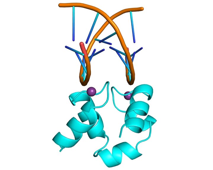 کشف پروتئین «دو دست» که قوانین زیستی را به چالش می‌کشد