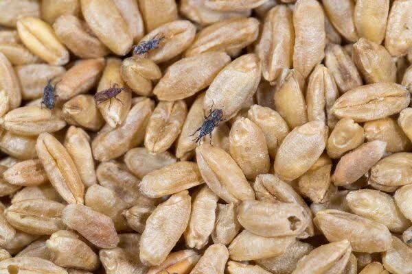 ربات‌های میلی‌گرمی با سرعتی باورنکردنی روی آب می‌دوند