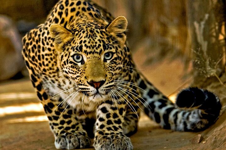 پلنگ ایرانی، اسیر در چنگال مدرنیته و بی‌توجهی