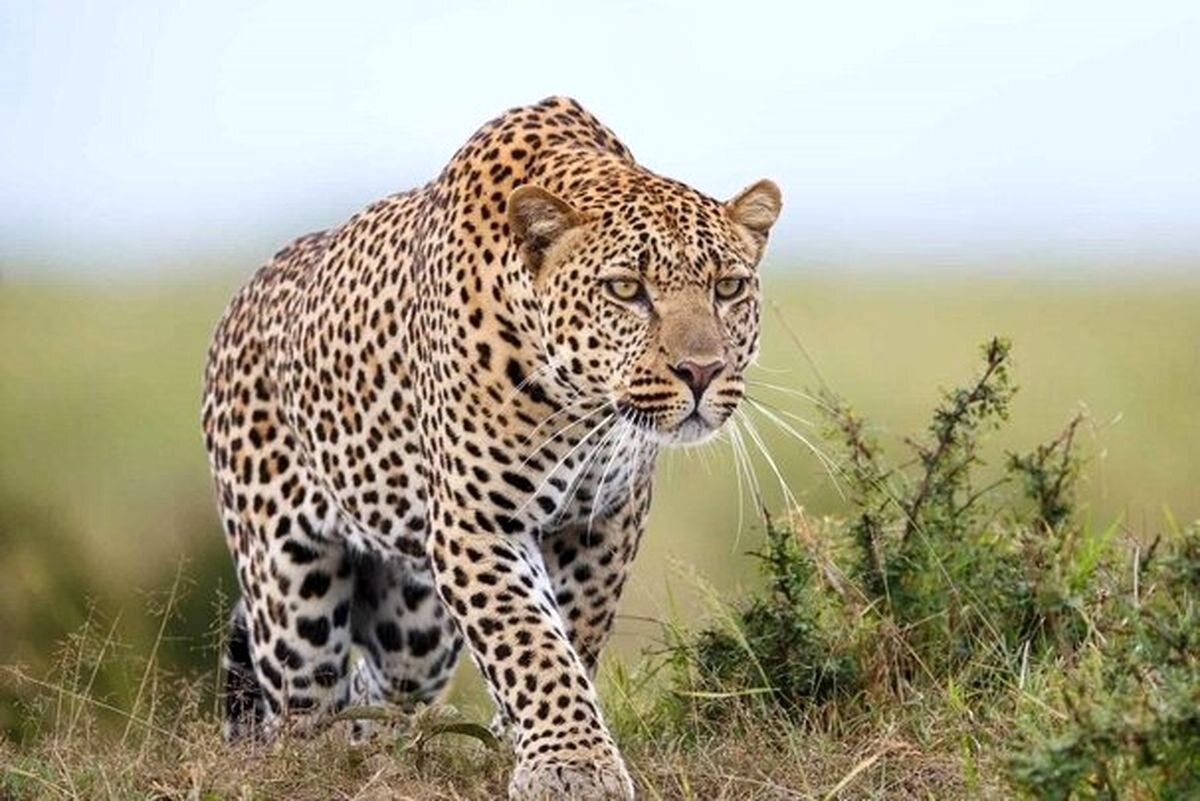 پلنگ ایرانی، اسیر در چنگال مدرنیته و بیتوجهی