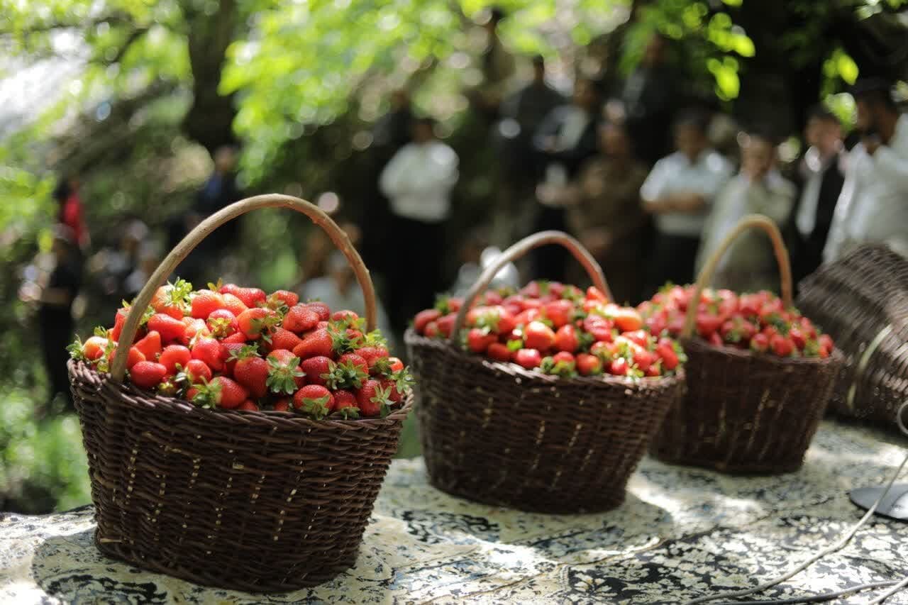 طلای سرخ کردستان در دل مزارع سرسبز