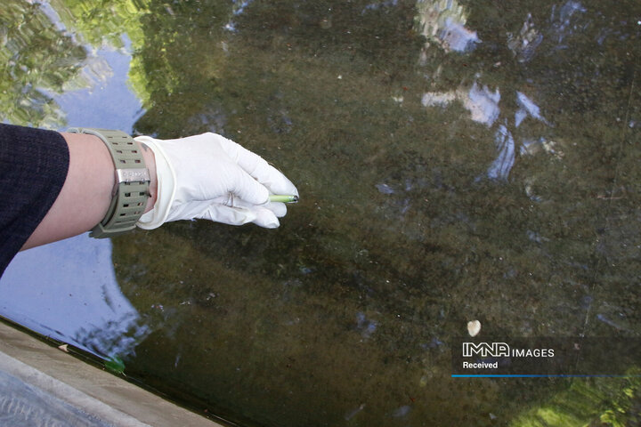 پویش جمع‌آوری ته‌سیگار از خیابان چهارباغ عباسی