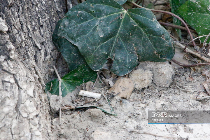 پویش جمع‌آوری ته‌سیگار از خیابان چهارباغ عباسی