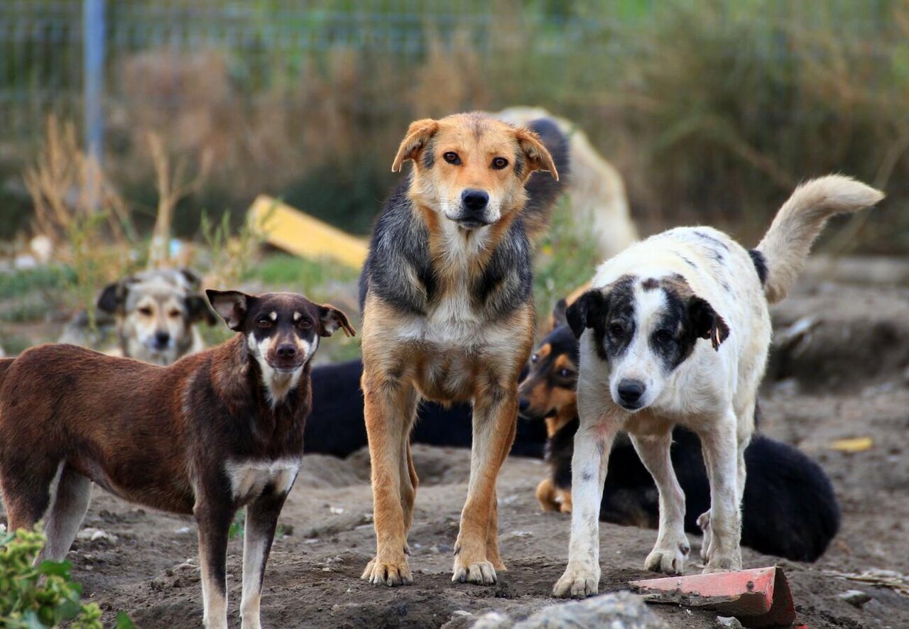 سگ‌گردانی در گذرگاه قانون شهرنشینی جهانی